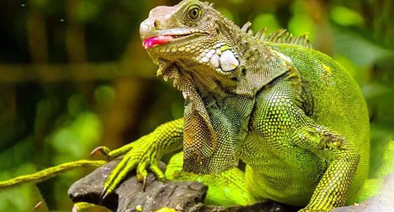 Caring for an Iguana at Home Iguana at Home