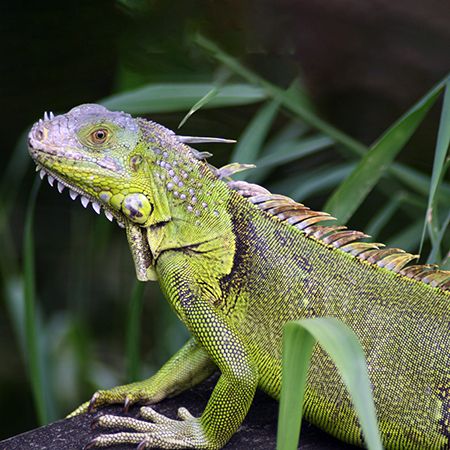 Iguana at Home