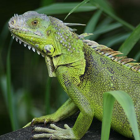 Iguanas at home