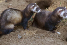 Ferrets at home