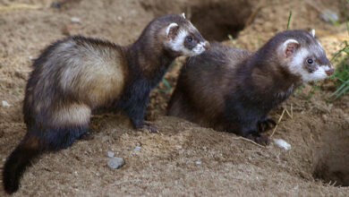 Ferrets at home