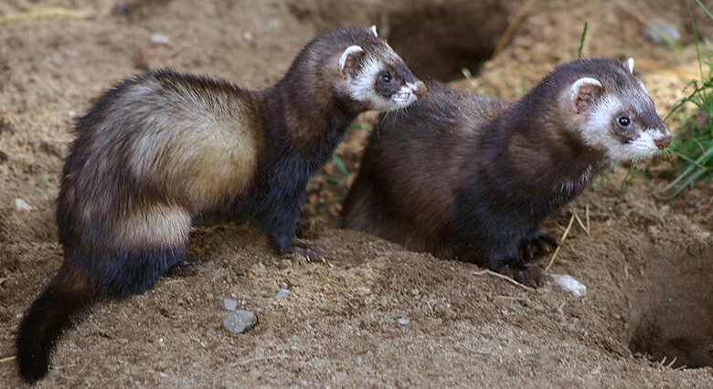Ferrets at home. Ferrets at home