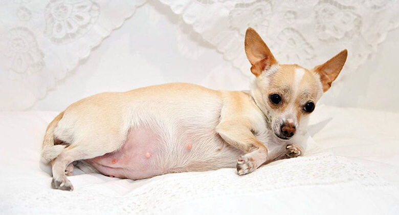 Signs of Pregnancy in Dogs Signs of Pregnancy in Dogs