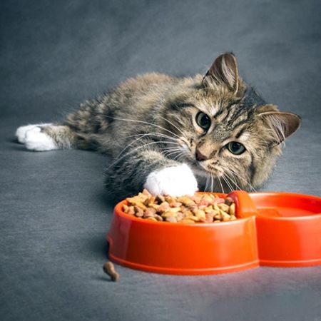 Why a Cat Is Not Eating but Acting Normal