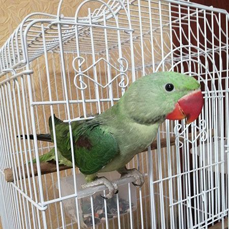 Does a parrot live well in a cage?