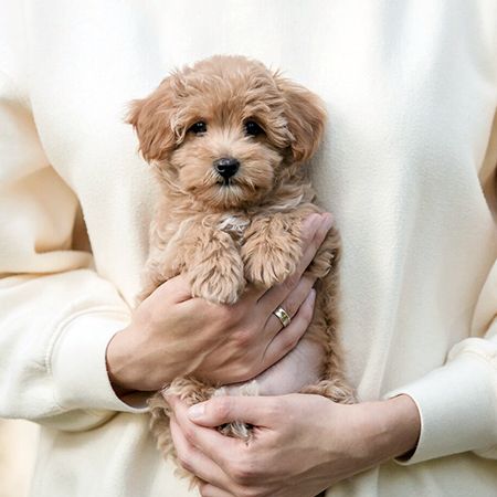 Maltipoo. Plush dog