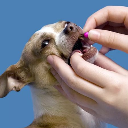 Tramadol for Dogs: Uses and Side Effects