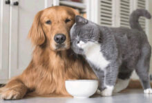 How to Help a Cat and a Puppy Become Friends?