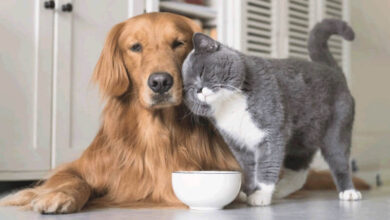 How to Help a Cat and a Puppy Become Friends? How to Help a Cat and a Puppy Become Friends?