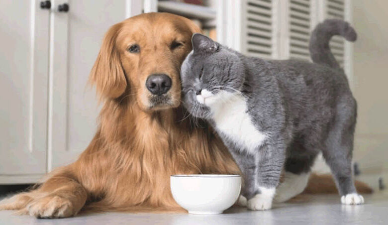 How to Help a Cat and a Puppy Become Friends? How to Help a Cat and a Puppy Become Friends?
