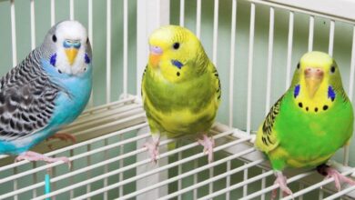 Does a parrot live well in a cage?