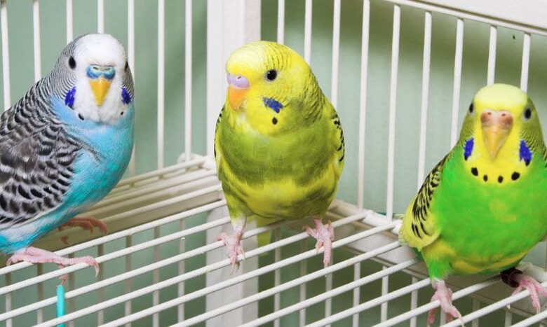 Does a parrot live well in a cage?