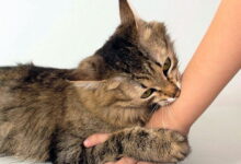 Cat Bite: Potential Risks
