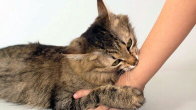 Cat Bite: Potential Risks Cat Bite: Potential Risks