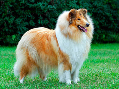 Collie
