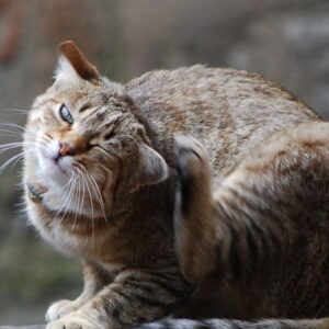 Why Cats Scratch Their Ears