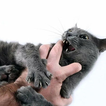 Cat Bite