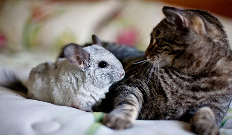 Keeping a Chinchilla