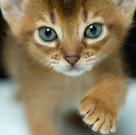 Abyssinian cats