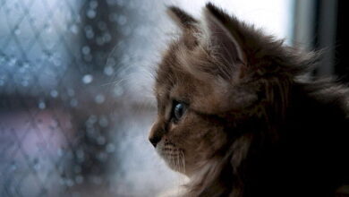 Abscess in Cats: What It Is and How to Treat It Abscess in Cats: What It Is and How to Treat It