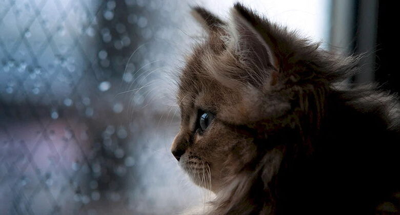 Abscess in Cats: What It Is and How to Treat It Abscess in Cats: What It Is and How to Treat It