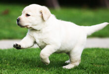How to care for a Labrador?