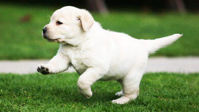 How to care for a Labrador?