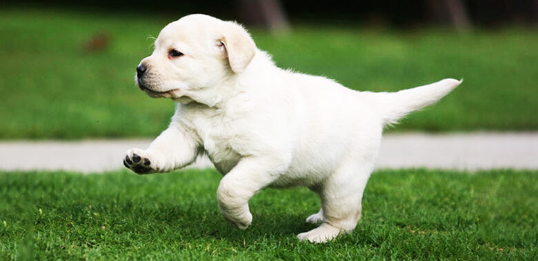 How to care for a Labrador?
