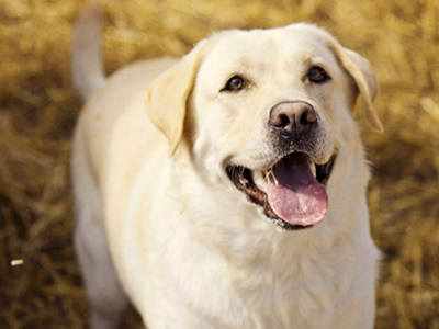Labrador Retriever