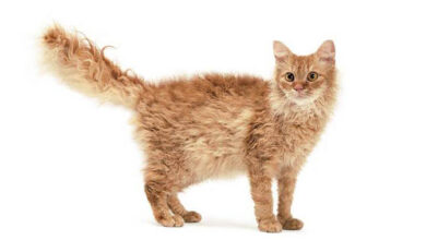 The LaPerm Cat Breed