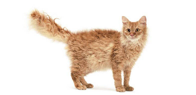 The LaPerm Cat Breed