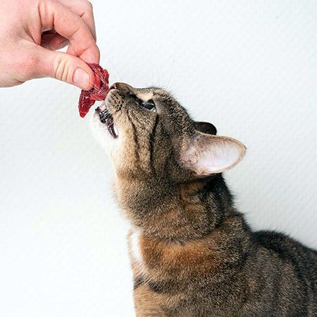 Can you feed a cat raw liver?