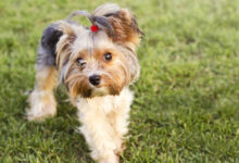 Fish Oil for Dogs