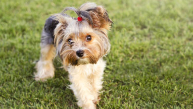 Fish Oil for Dogs: What It Is, Benefits, and Dosage. Fish Oil for Dogs