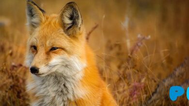 14 Interesting Facts About the Red Fox