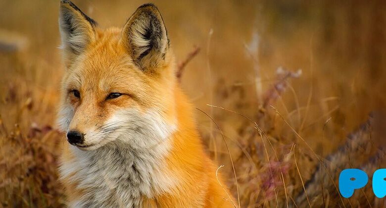 14 Interesting Facts About the Red Fox 14 Interesting Facts About the Red Fox