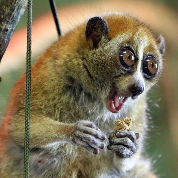 Loris Lemurs