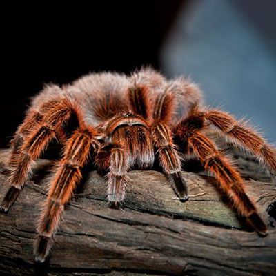 Grammostola rosea red