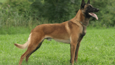 Belgian Shepherds Belgian Shepherds