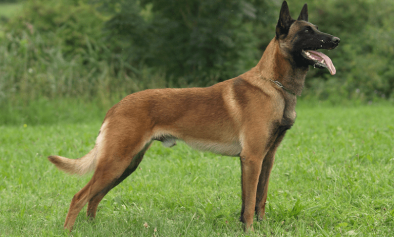 Belgian Shepherds Belgian Shepherds