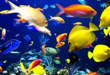 How many fish can be kept in an aquarium?