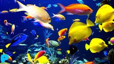 How many fish can be kept in an aquarium? How many fish can be kept in an aquarium?