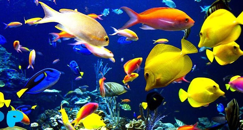 How many fish can be kept in an aquarium? How many fish can be kept in an aquarium?