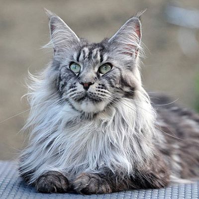 Maine Coon