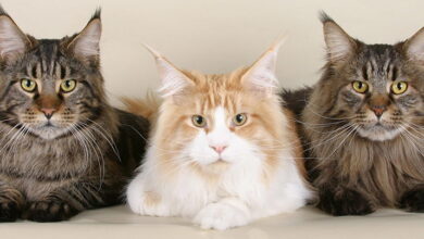 Maine Coon