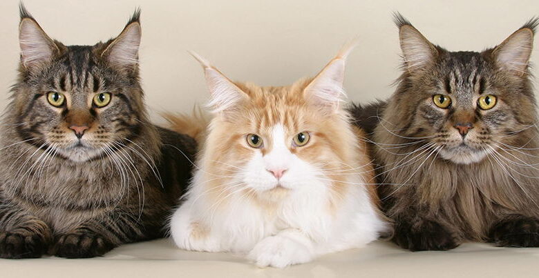 An American cat that brings together Harry Potter and Marie Antoinette. Who is the Maine Coon? Maine Coon