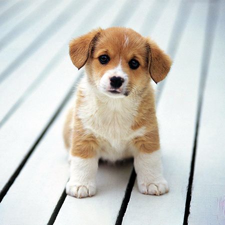 How to Teach a Puppy to Walk?