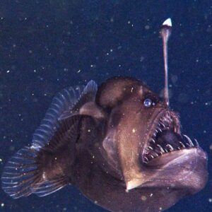 Monkfish fish