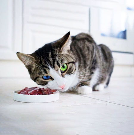 Can you feed a cat raw liver?