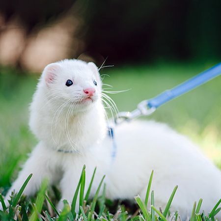 Ferrets at home
